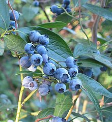 Vaccinium_corymbosum Vaccinium_corymbosum