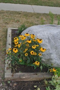 Digitalism Garden Rudbeckia Indian Summer Digitalism Garden Rudbeckia Indian Summer