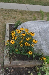 Digitalism Garden Rudbeckia Indian Summer