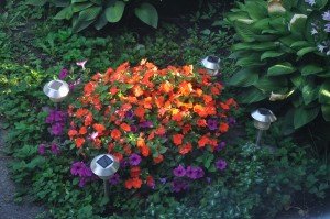 Digitalism garden wave petunias and orange impatiens