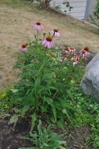Digitalism garden ECHINACEA (CONEFLOWER)