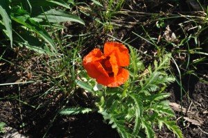Poppy Digitalism garden Poppy