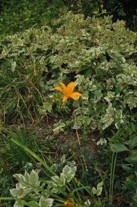 day lily amongst snow-on-the-mountain Digitalism garden day lily amongst snow-on-the-mountain