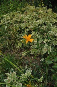 Digitalism garden day lily amongst snow-on-the-mountain 