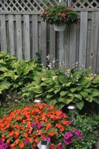 Digitalism Garden Impatiens and Hostas