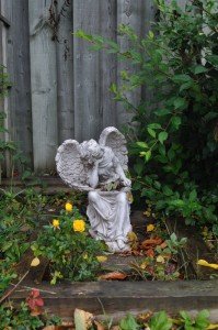 miniature roses Digitalism Garden Angel with miniature roses