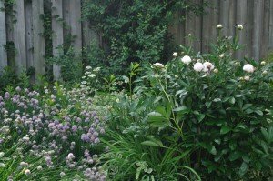 peonies and chives_01 Digitalism garden peonies and chives