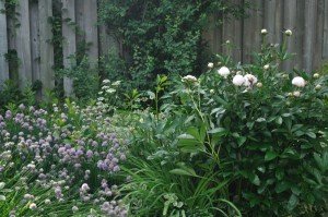 Digitalism garden peonies and chives