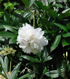 peony Digitalism garden Peony