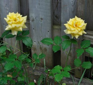 Digitalism garden yellow roses