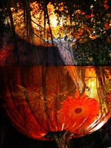 pumpkins in the air Copyright Anuppa Caleekal