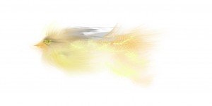 Fishbird by Anuppa Caleekal Copyright