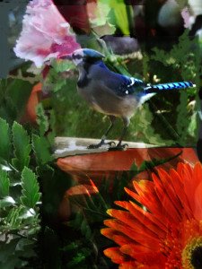 blue jay in spring